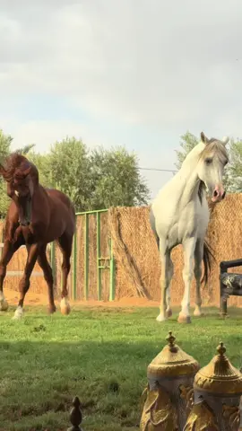 #الزميلي #العطوي #اكسبلووور #أكسبلور_تيك_توك🌹🌹nora_norica #خيل_وخياله🐎 #تبوك_الان #تبوك_الورد_تبوك_تيماء_ضباء_حقل #أكسبلوررررررررررر 