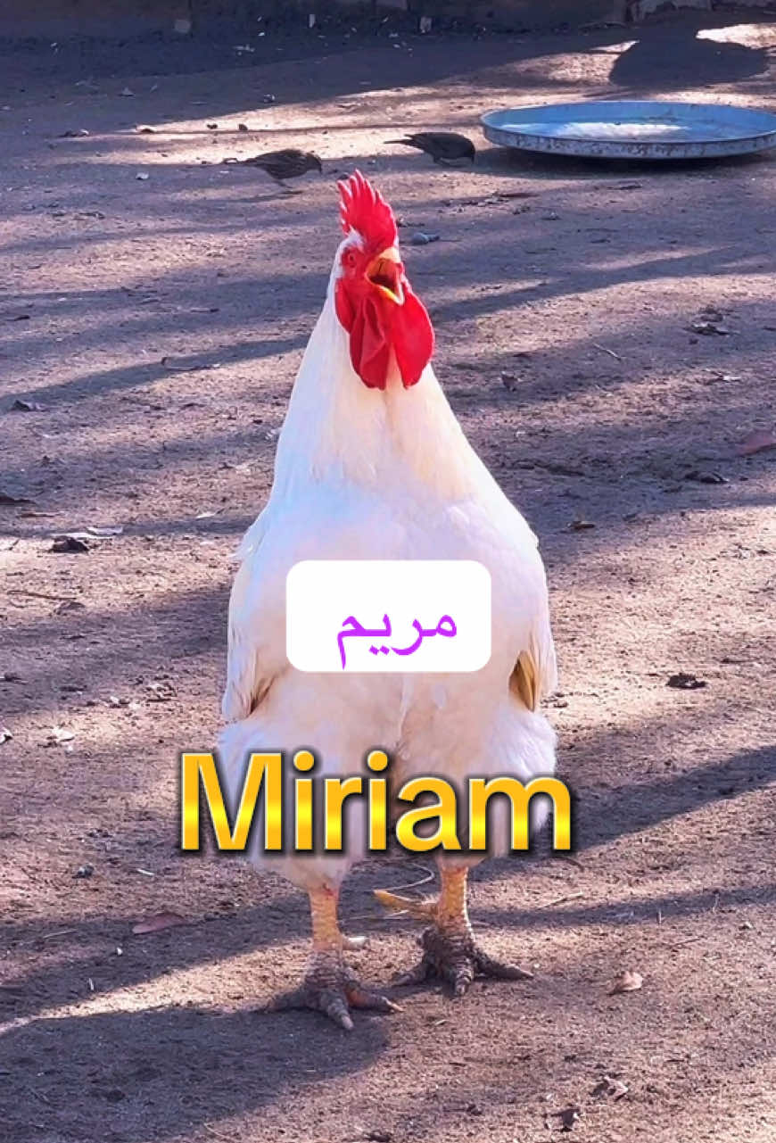 🐔🐔🐔Maryam🐔🐔🐔🐔Oh Miriam🐔🐔🐔🐔🐔🐔🐔🐔🐔🐔🐔🐔🐔🐔🐔🐔🐔🐔🐔🐔🐔🐔#miriam #maryam  #مريم #rooster #funnymemes 