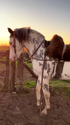 #campoargentino🌱🌾🌻🐮🐂 #caballos #doma #paratiiiiiiiiiiiiiiiiiiiiiiiiiiiiiii #videoviral 