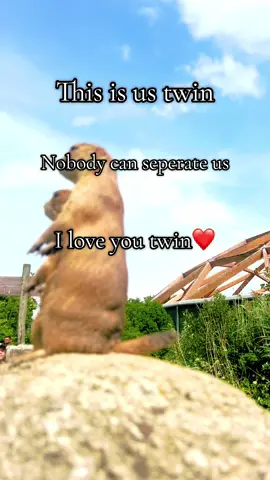 @Gingerhunter!!🩶(#1 scott fan) @💫Rish animates💫 @WHITETECH @Y.cherif #animals