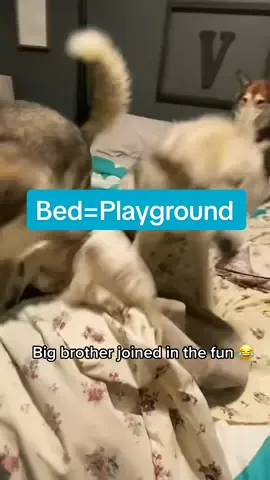 Bed=playground #becswolfdogs #raiderk9epilepsywarrior #hazel_wolfdog #asher_wolfdog #wolfdog #wolfdogsoftiktok 