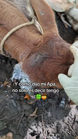 #🐄♥️🐂🐮🌾🍀🙌🏼🐎🐴 
