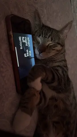 #fyp #foryou #foryoupage #thenightwemet #cat #catsoftiktok     lyric creds: @drop 