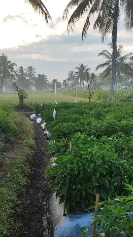 ospek og di lapangan 😂😂😂🌶️🇮🇩🙏#rawesfamily #petaniindonesia🇮🇩🇮🇩🇮🇩🌿🌿 #fyp #petanicabe 