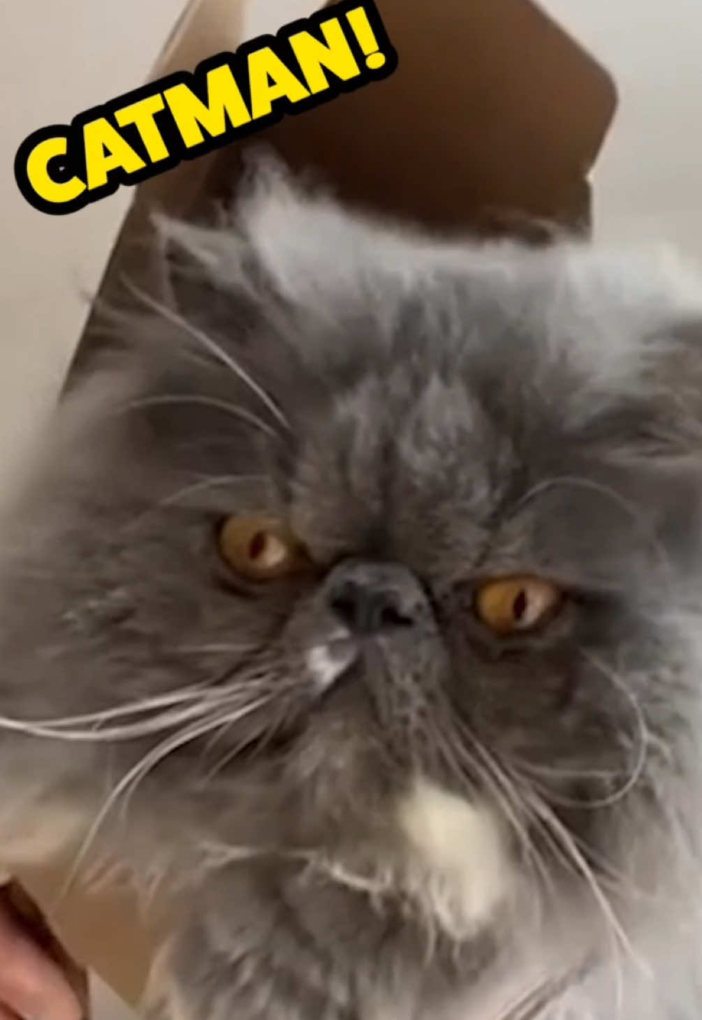 Replying to @Thibeau_w Happy International Cat Day To Those Who Celebrate! #petvoiceover #animalvoiceover #internationalcatday #catsoftiktok #voiceover 