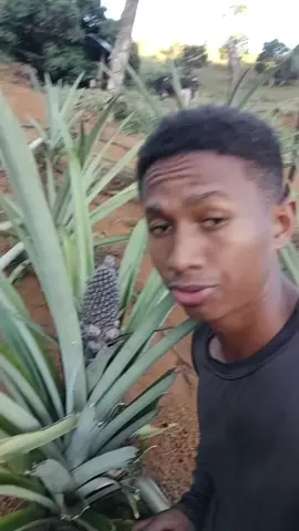 #fazenda #monetizartiktok #viraltiktok #viralizarnotiktok #explorar #tiktokviral #flop #fly #dicas 