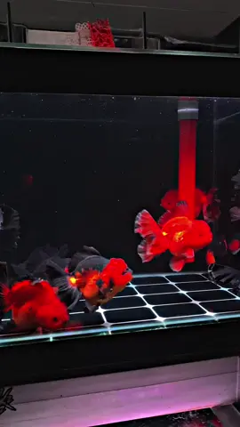 Pasukan loreng pemuda pancasila🥷#goldfishindonesia #goldfishclub #goldfishcommunity #idamansquad • #goldfishcikarang #koki #typジ #fypシ #ikankokijakarta #ikankokitangerang #goldfish #ikankokipanda #cinematic #ikankokitegal #CapCut #tikankokiranchu #ikankokibanten #ikankokisemarang #ikankokipalembang #ikankokilampung #ikankokimojokerto