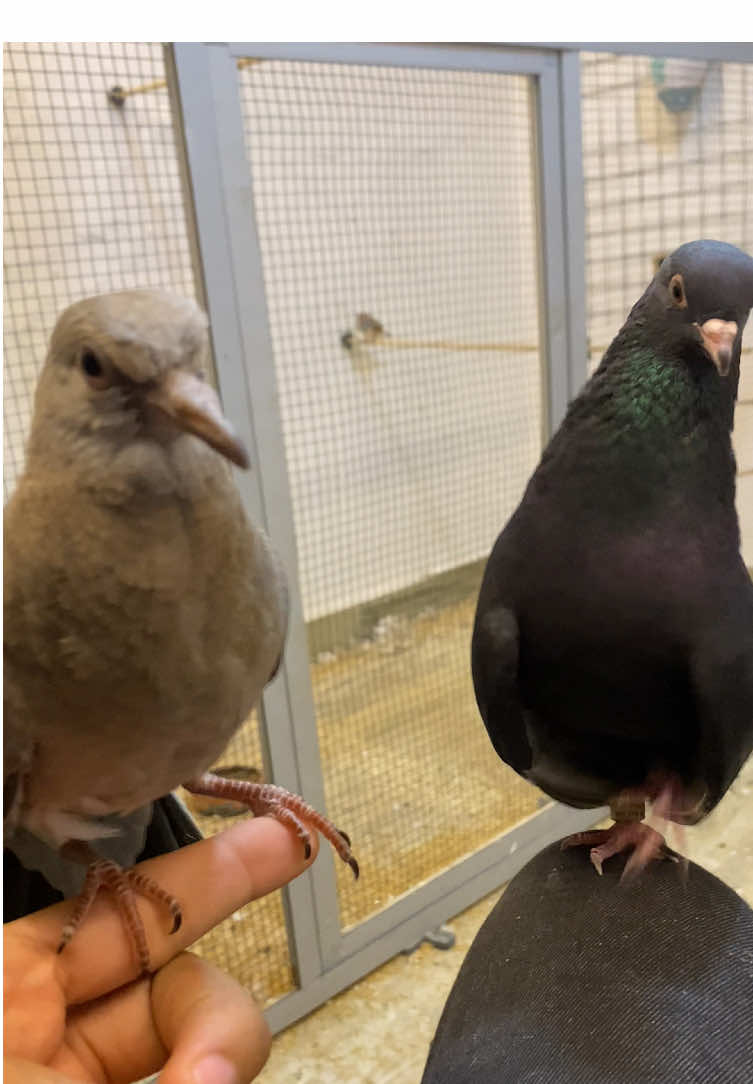 🖤🩶👑 #اذكروا_الله #dove #pigeon #Libya #laughingdove 