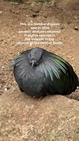 The Nicobar pigeon 🐦  #animals #wildlife #conservation #Summer #cornwall #zoo #hayle#paradisepark#Outdoors #cute#birds#dodo#science#fyp #boost#foryoupage#blowup#davidattenborough#endangered#extinct