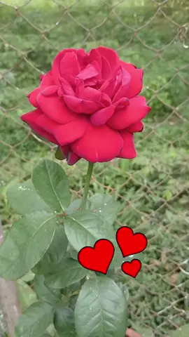 Una rosa para ti #rosas #🌹 #paratiiiiiiiiiiiiiiiiiiiiiiiiiiiiiii #❤️❤️❤️ #xybca #fylpシ #tik_tok 