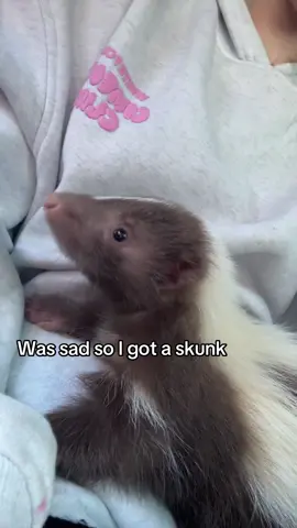 #skunk #viral 