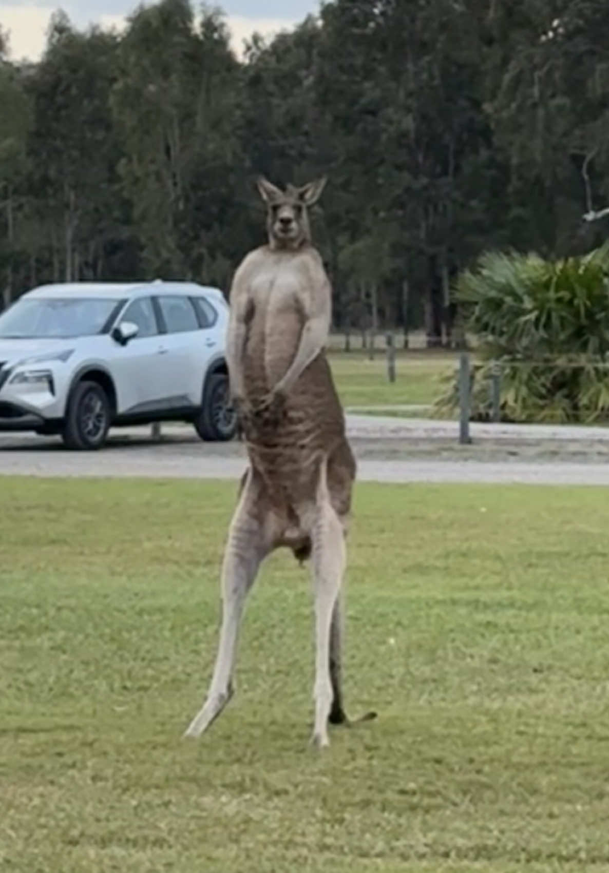 When in Australia 🦘 #kangaroo #run #travelaustralia #funny 