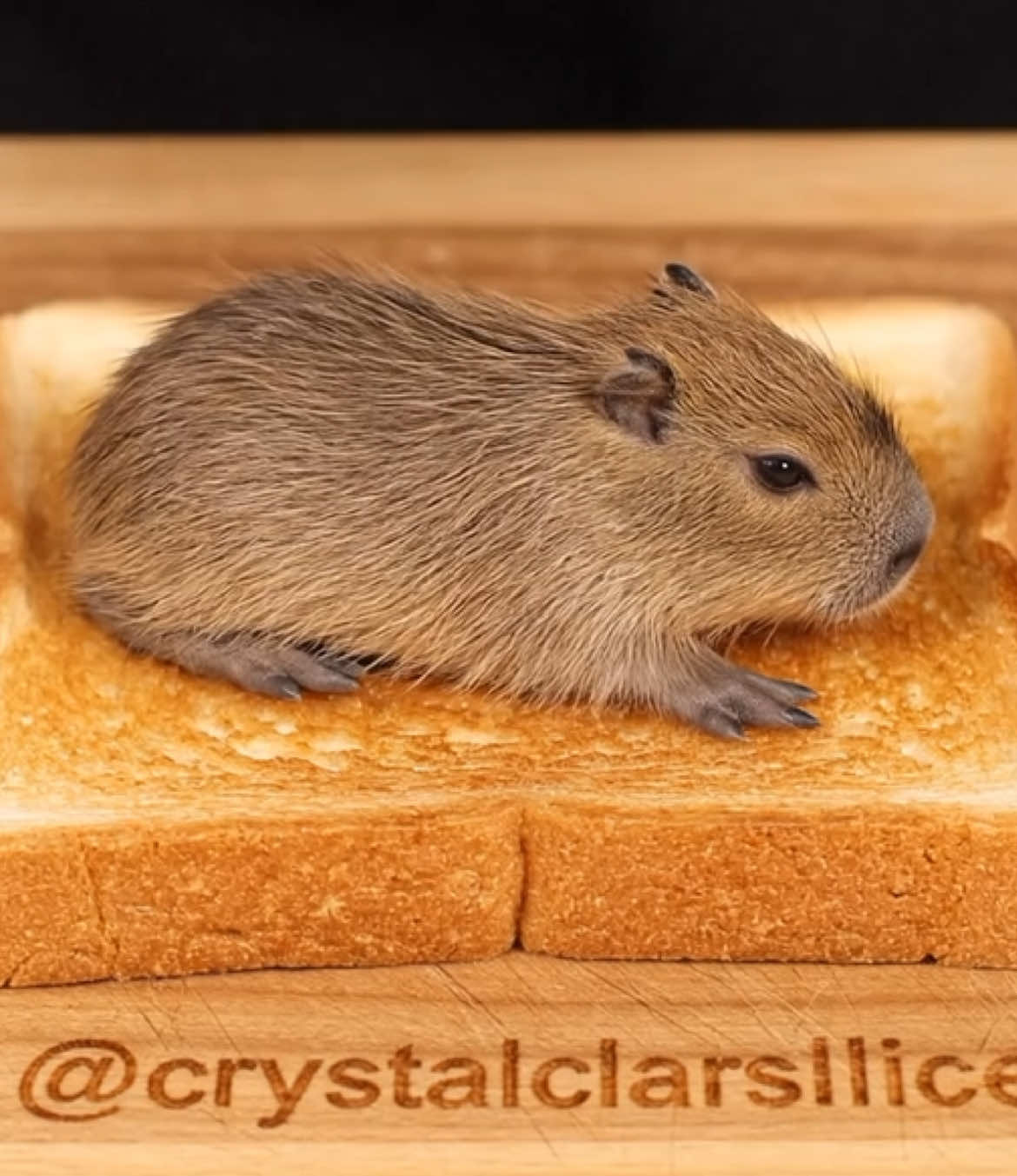 Capybara toast ASMR anyone? #SatisfyingASMR #ASMRsounds #ASMR #AIASMR #ASMRclips 