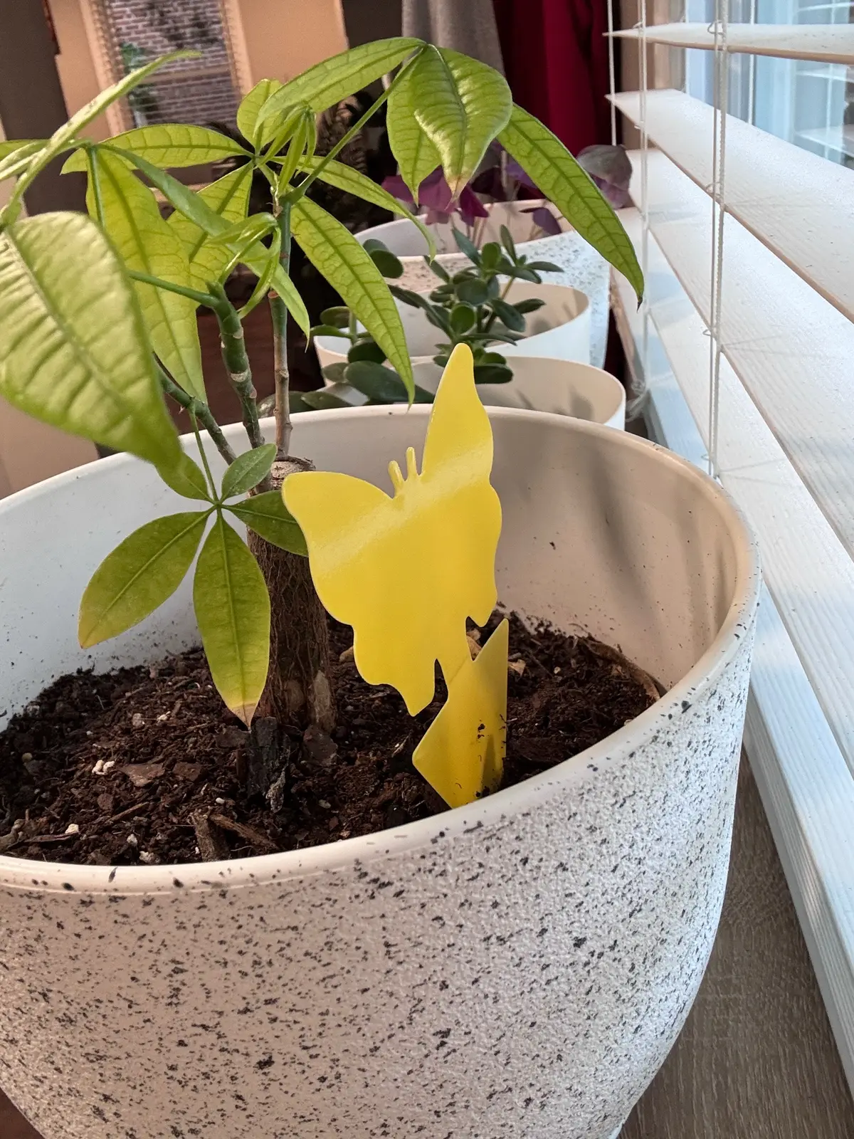 Fly trap for my indoor and outdoor plants 🪴  @Amazon must have  #LTKFindsUnder50 #LTKHome #ltkseasonal #amazonhome #amazonfinds 