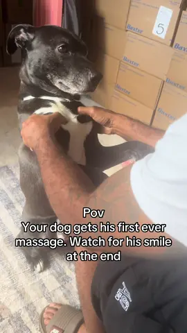 My dog clearly loves massages😂😂 #dogsoftiktok #doglover #dogmassage 