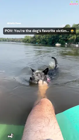 The funny dog is teasing people 🤣🤣🐾#fyp #dog #usa #dogbehavior #funnydog #dogtok #pettok 