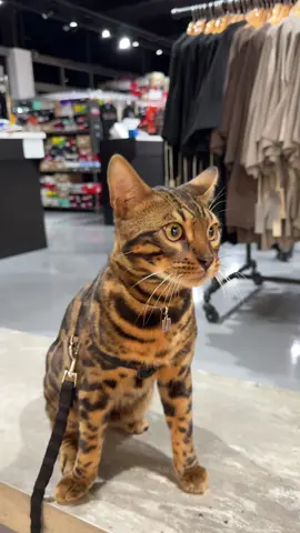 cool kitty #bengalcat #leopardcat #silverbengal #snowbengal #fyppp 