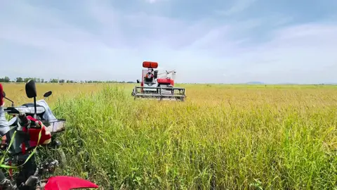 លឿនដូចគេយាយមែន120X…🌾❤️@LAYYHOR🚚❤️ #fypシ゚ #កូនអ្នកកំពង់ធំ #ក្រុមម៉ាសុីនច្រូតស្រូវកម្ពុជា🌾🇰🇭 