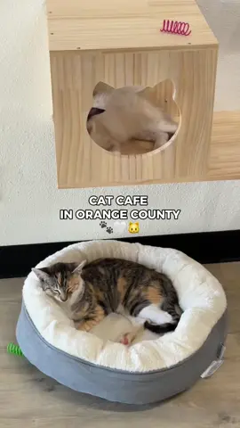 🐱Fluffy Tail Cafe  📍13562 Newport Ave  Tustin, CA 92780 ⏰ Tuesday - Friday: 12pm - 6pm Saturday - Sunday: 11pm - 6pm Monday: CLOSED  #catcafe #orangecounty #cafeinoc #strawberrymatcha 