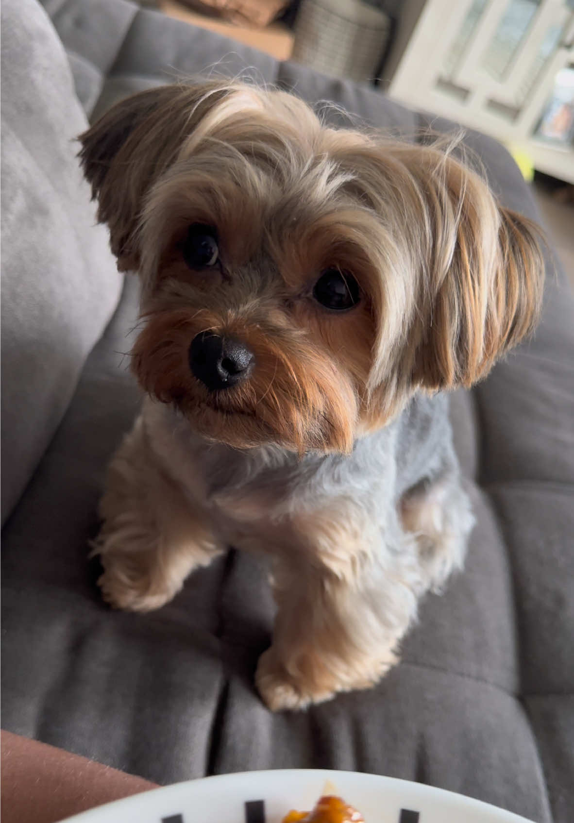 One thing a yorkie is going to do is feel entitled to your food 😂 ##dogsoftiktok##yorkie##cute##dogsoftiktok##dogmom