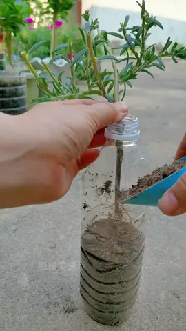 Hoa mười giờ đẹp #yeuhoa ##caycanhnghethuat #xh #trending #cachtronghoamuoigio #taodanghoa10hbonsai #hoamuoigiobonsai #hoamuoigiolaunam #hoamuoigio #taodanghoamuoigio #hoamuoigionhieumau #giadohoamuoigio #giadohoa10h #