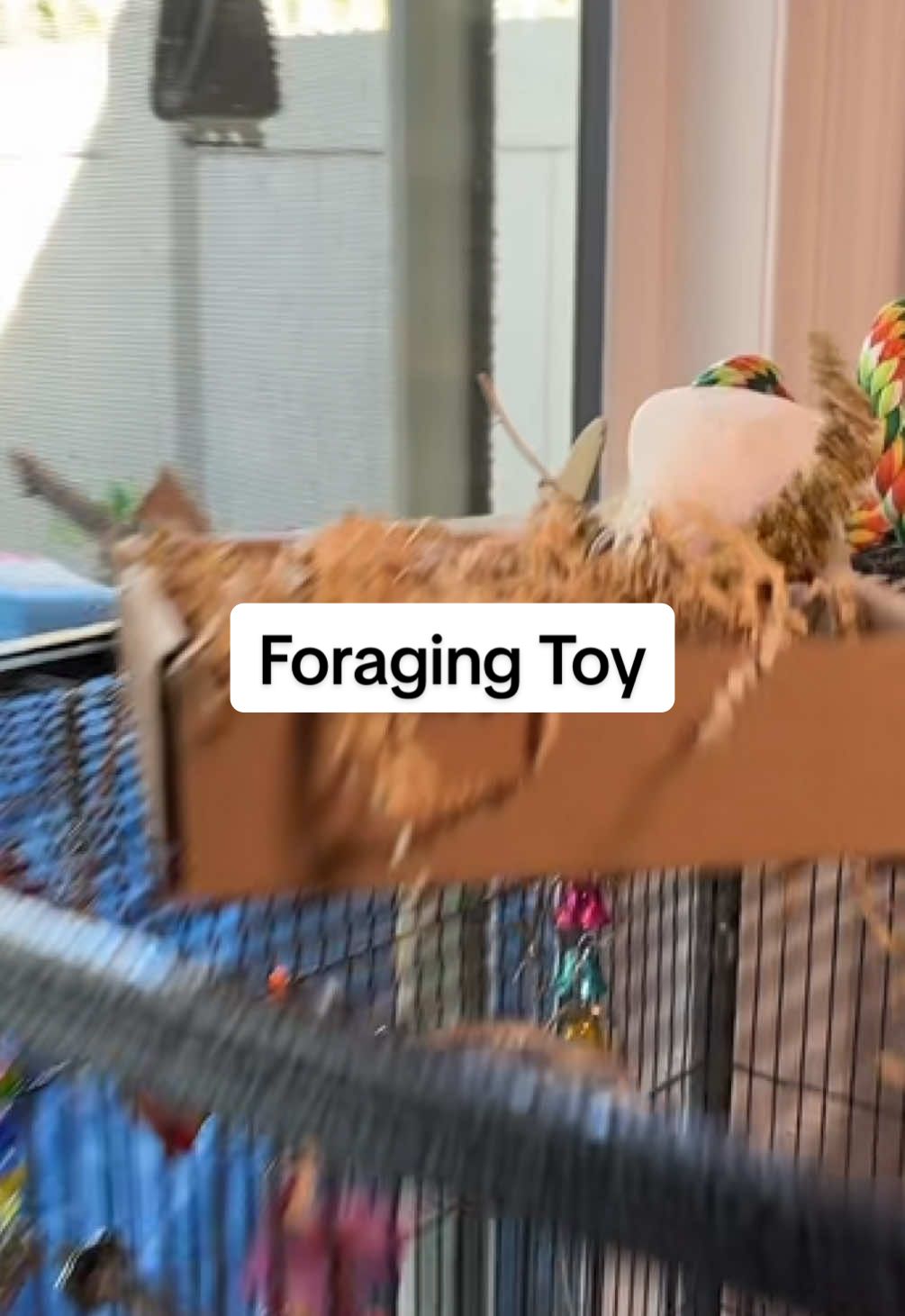 It’s foraging tray for your birds to play with #birdtoy #birdtoys #birds #bird #pets #PetsOfTikTok #cutepets