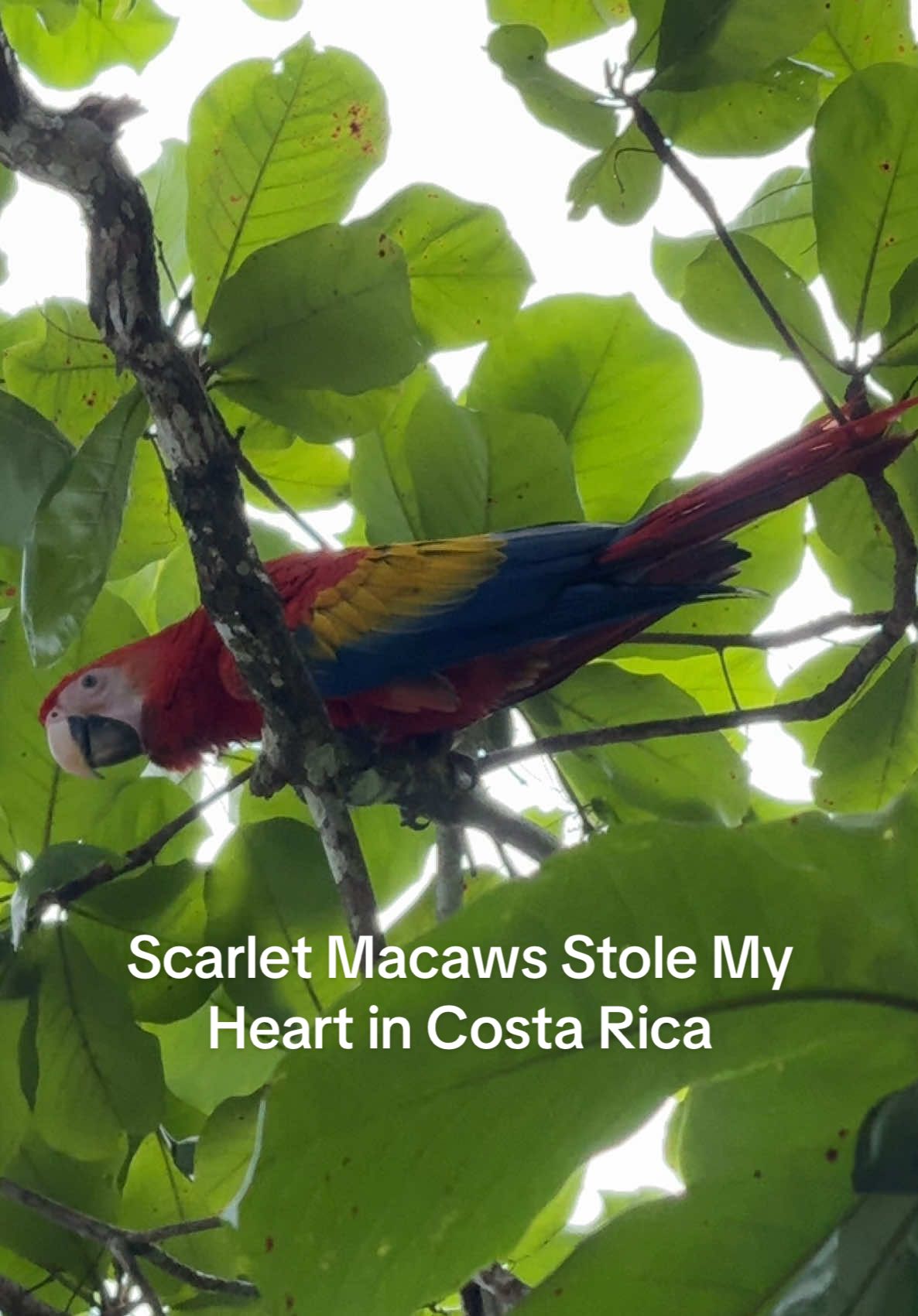 Scarlet Macaws Stole My Heart in Costa Rica. #ScarletMacaw #MacawLove #WildCostaRica #CostaRicaWildlife #BirdWatching #ExoticBirds #TropicalParadise #JungleBeauty #WildlifePhotography #NatureLovers #RainforestMagic #WildlifeWonder #ColorfulBirds #BirdLovers #TravelCostaRica