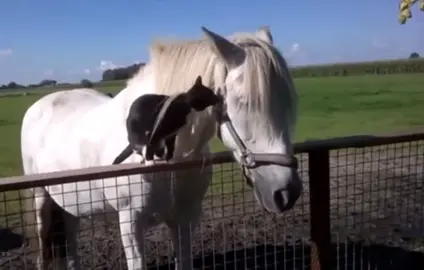 no text .(repost) cat and horse bee ef efs #fyp #animallover #animalsoftiktok #cutestpets #tiktokcats #mypet #edit #catsoftiktok #foryoupage #cute #us 