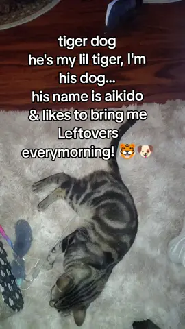 look at my cat, LOOK AT MY CAT ‼️🐱 #catdad #mrcat #feastkitty #mrkitty #aikido 