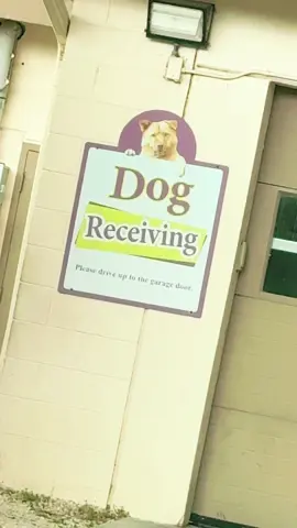 She was found on the side of the road in Orlando, one mind said keep her, and  another said N*GRO are you Crazy😭😂 #orlando #Animalshelter #puppy 
