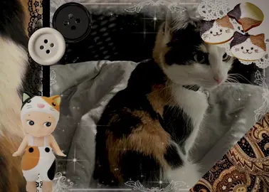 happy national cat day 🐾 ••• these have been all over and i had to make one abt my kitty (: #moodboard #aesthetic #edit #calico 