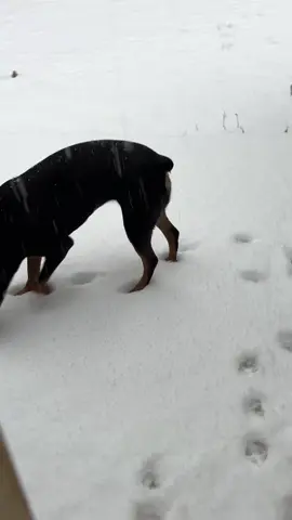 phoebe’s first snow day 