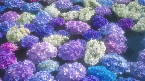 hôm nay bạn có được nghỉ không ?#flowers #camtucau 