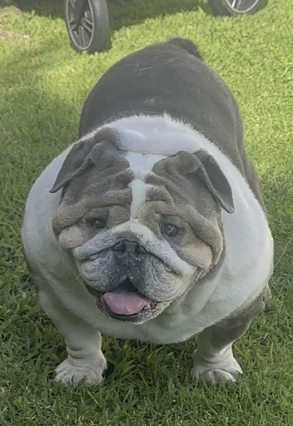 Milkshake 🥛#bulldogsoftiktok #englishbulldog #dogsoftiktok #summervibes 