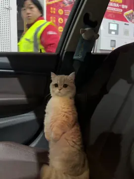 #cats#funnycats#fyp 