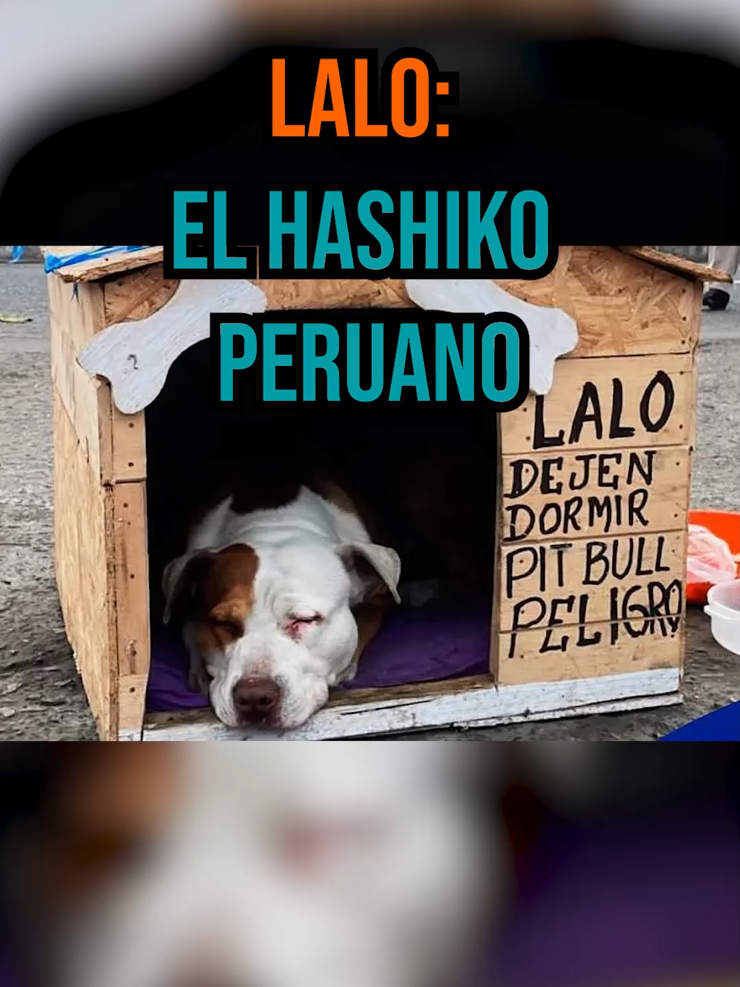 En el Hospital Luis Negreiros, en Perú, un fiel perro llamado Lalo conmovió a todos al esperar día y noche a su dueño enfermo. Su historia nos recuerda que el amor y la lealtad de un perro no tienen límites. 🐾💖 Si esta historia tocó tu corazón, compártela para que más personas conozcan la fidelidad de Lalo. #mascotas #perros #fidelidad #lealtad