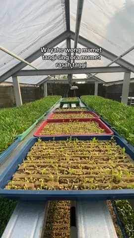 Kangkung berjemur #bertani #sayur #kangkung #hidroponik #petani #berkebun 
