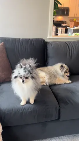 Daily Awoo #awoo #pom #pomeranian #dogsoftiktok 