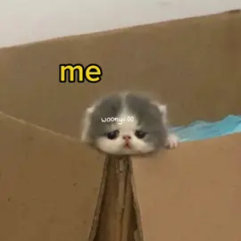 WATAAAHH .  .  #cats #funny #voiceacting #meme #cute 