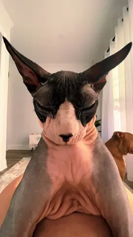 #sphynx #mycatlove #mycat #mypet #gatoegipcio #sphynxcute #catsoftiktok #sphynxtok #tiktokcats #cat #catsoftiktok #cat #cattok #catmom #cats #catsoftiktok 