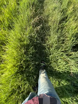 🍃🌾