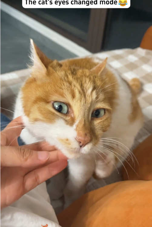 Interesting switches on cats😂#cat #catsoftiktok #funny #funnyvideos 