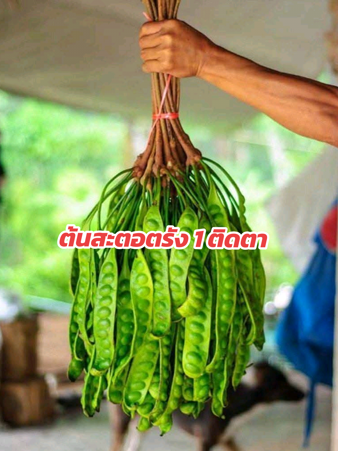 ต้นสะตอตรัง 1 ต้นติดตา ต้นแข็งแรง ต้นเตี้ย ลูกดกฝักยาว พร้อมปลูก เห็นผลิตเร็ว 2 ปีจร้า #ต้นไม้ #เปิดการมองเห็น #เทรนด์วันนี้ #tiktokshop #สะตอ 