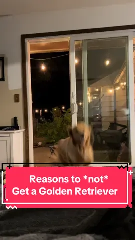 All a joke, mom loves us #goldenretriever #dogtok #goldensoftiktok #waileaandhana 