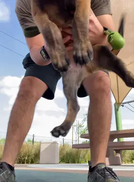 Raising a Malinois #dog #funnydog #dogs #funnyvideos #fyp 