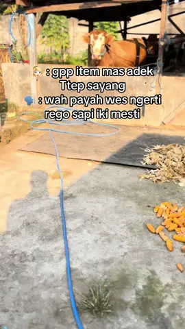 Jan lupott🤣#fyp #sapi #peternakmuda #peternaksapiindonesia #bosmuda 