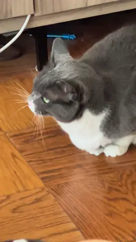 #fyp #catsoftiktok #cat #birds 