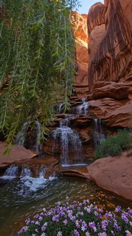 🌸 POV: You discovered nature's hidden stairway to paradise! Seven waterfalls, each more magical than the last 💎 Can you spot the ancient petroglyphs? 👀 Save this for your bucket list! 📌 Which pool would you swim in first? Comment below! 👇 #havasufalls  #arizonawaterfall  #desertoasis  #naturereels  #hiddengems  #goviral 