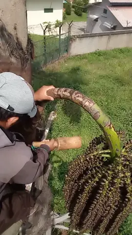 masih dalam proses bolo salam petani aren 🙏🏽🙏🏽  #petaniaren #tuakaren 