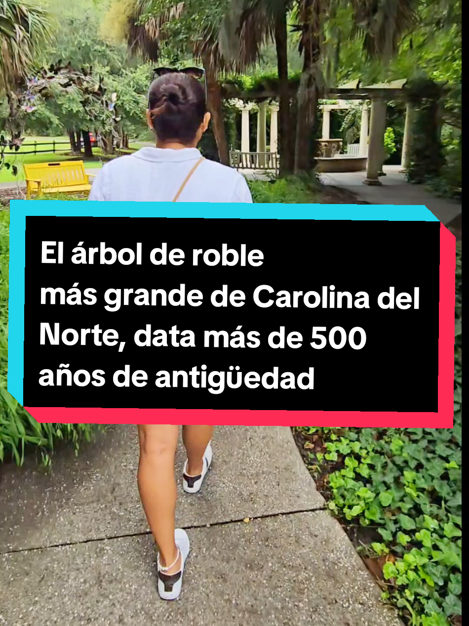 Airlie Gardens  67 acres de jardines formales, fauna silvestre, diez acres de lagos, más de 75,000 azaleas, el imponente roble Airlie, que data de 1545, y un mariposario de temporada, todo ubicado a tres kilómetros al oeste de Wrightsville Beach. Comodidades Accesible para discapacitados Acceso a Internet: gratuito Aparcamiento: gratuito, autocar o caravana Política de mascotas: No Apto para familias Apto para grupos Tours: Autoguiados Es una parada imperdible por hacer si visitas Wilmington  la entrada cuesta $10 por adulto  $3 por niños esta abierto todos los días de la semana en horarios de 9:00 AM a 5:00pm. #gardens #gardensoftiktok #wilmington #northcarolina #lugaresparavisitar #recomendation #vacaciones #verano #enfamilia #naturaleza #jardines #prettyplace 